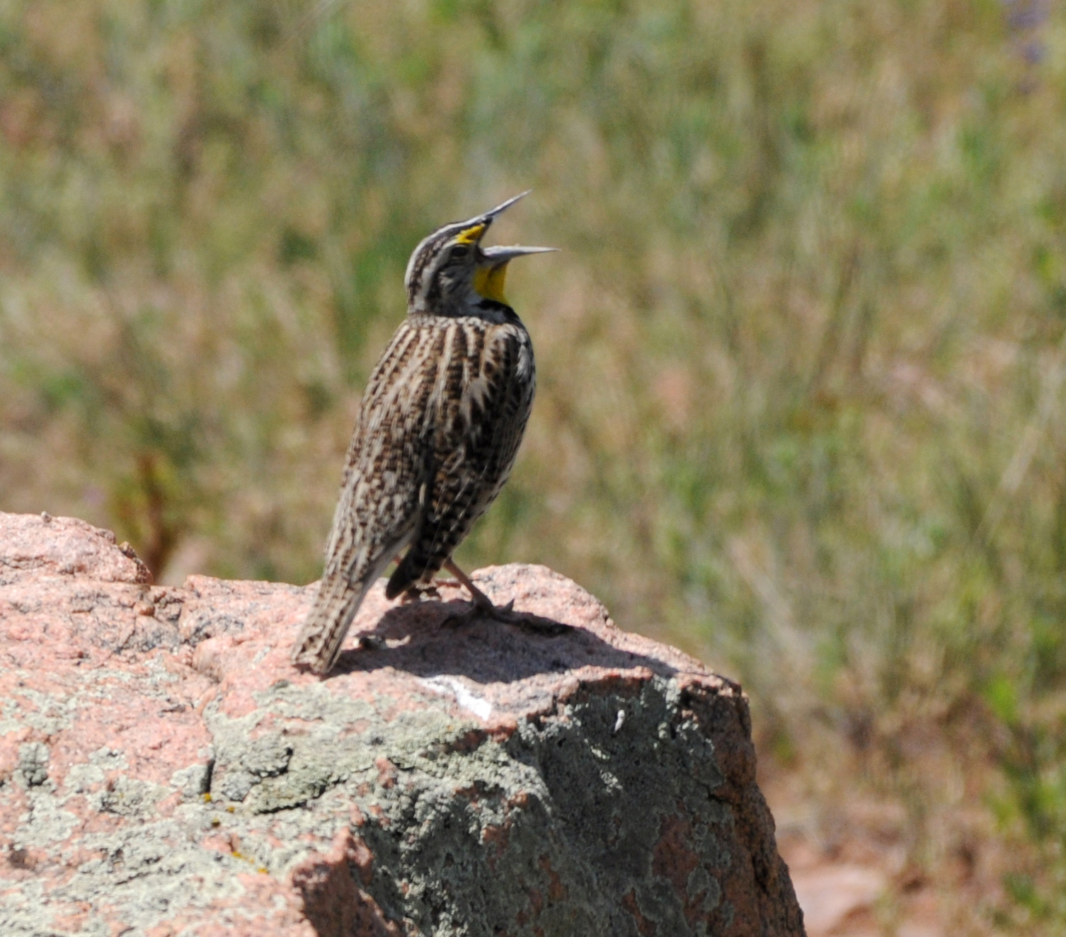 Welke vogel is dit (gezien rond Denver, Colorado) ?